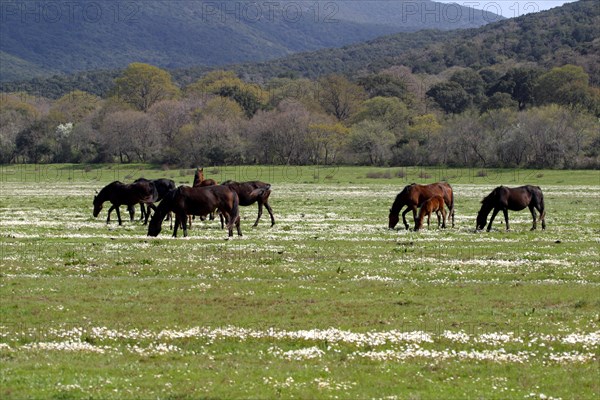 Maremma horse