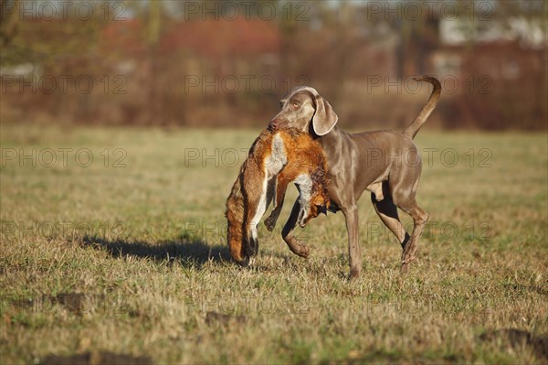 Weimaraner