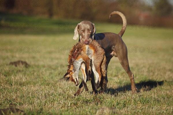 Weimaraner