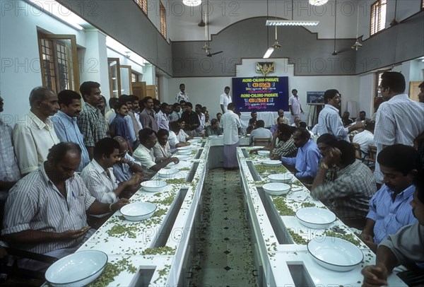 Cardamom auction in cardamom processing and marketing company ltd at Kumily in Kerala