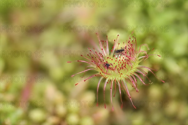 Common sundew