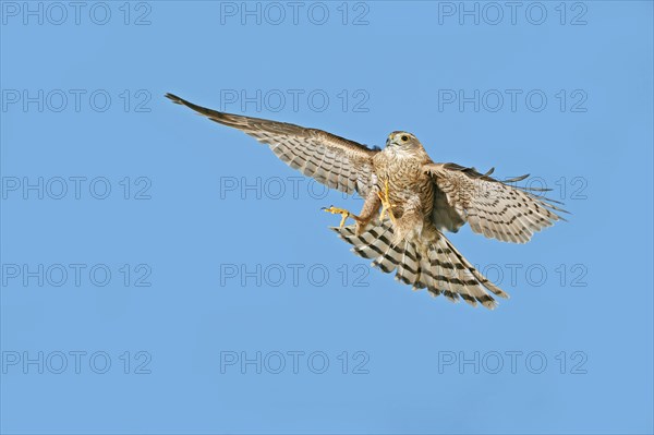 European Sparrowhawk