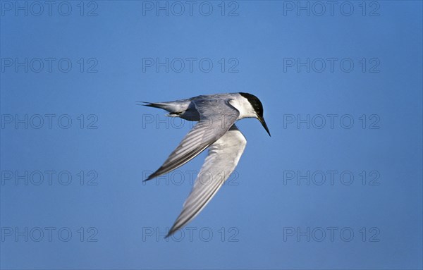 Damara tern