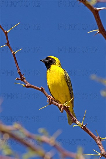 Southern Masked Weaver