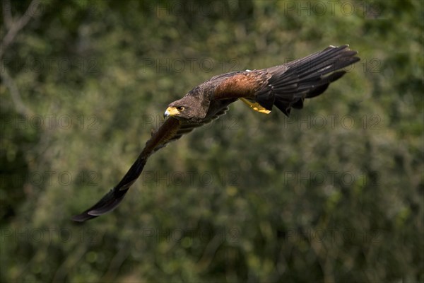 Harris's hawk