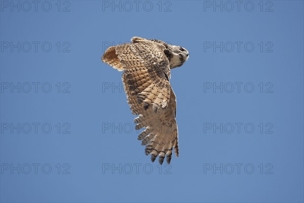 Cape Eagle Owl