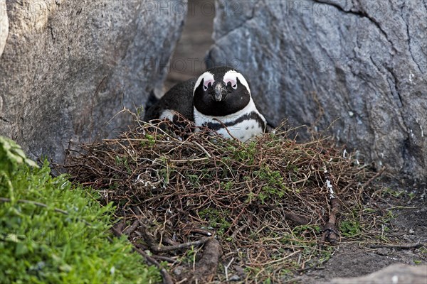 Gentoo penguin or African penguin