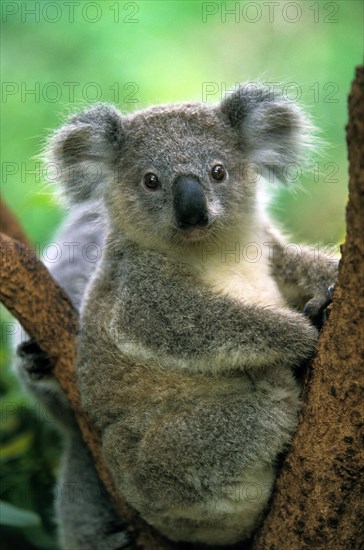 Koala