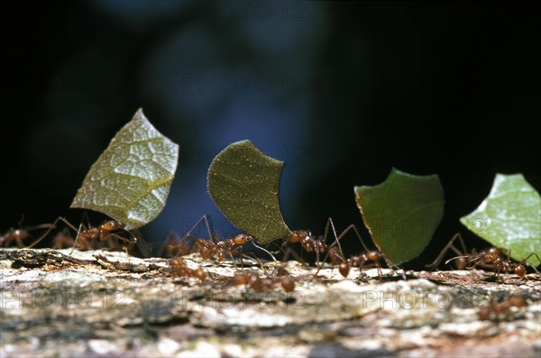 Leaf Cutter Ant