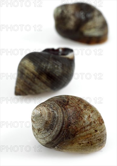 Common periwinkle