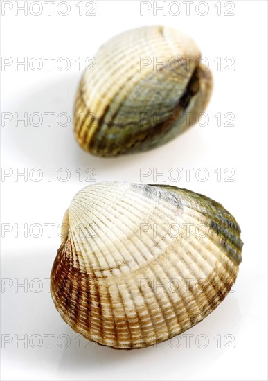 Common Cockle