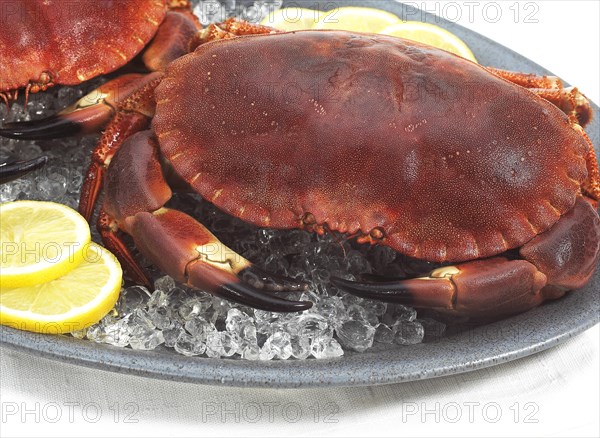 Edible Crab