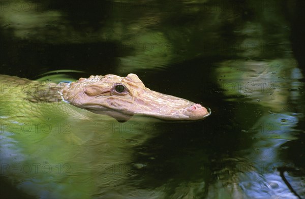 AMERICAN ALLIGATOR alligator mississipiensis