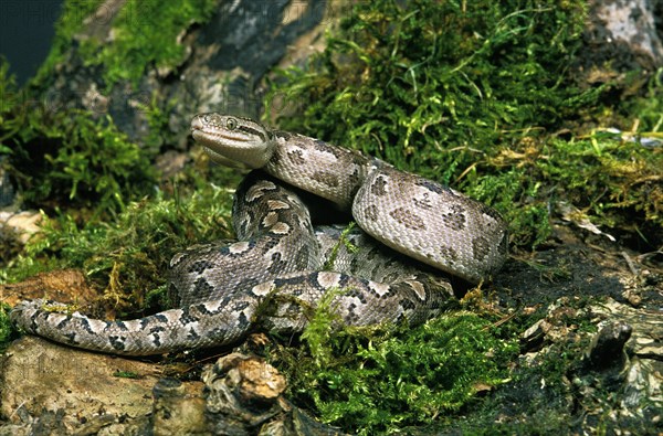 Argentine rainbow boa