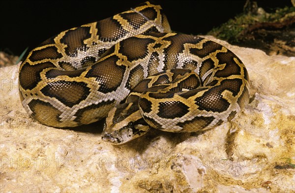 INDIAN Indian python