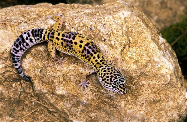 Leopard Gecko