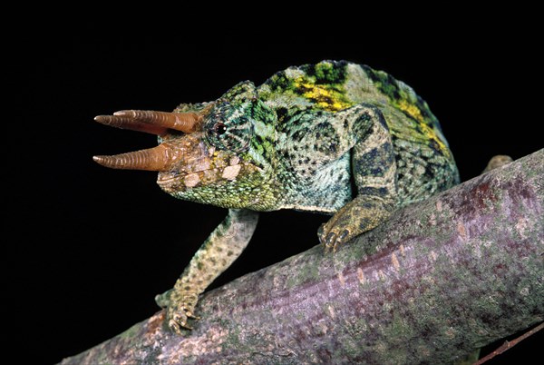 JACKSON'S CHAMELEON chamaeleo jacksoni