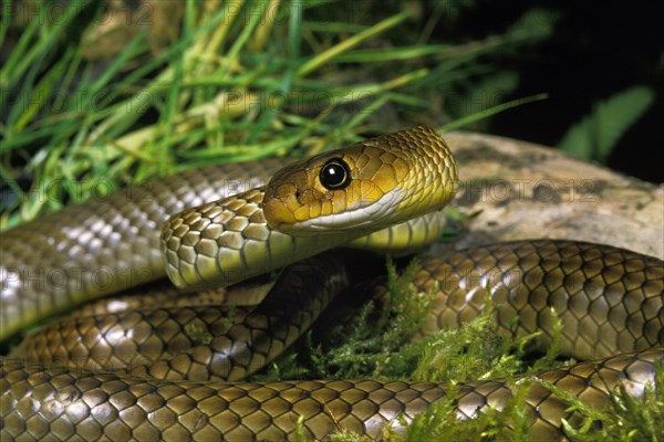 Indo-Chinese ratsnake