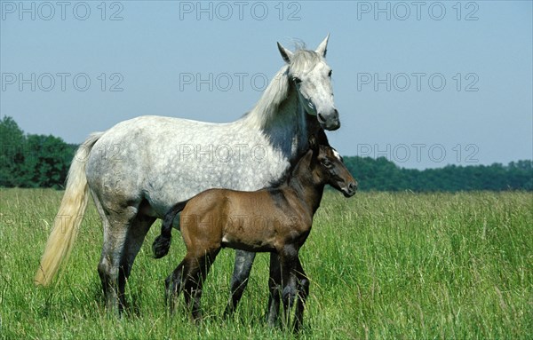 Lusitano horse