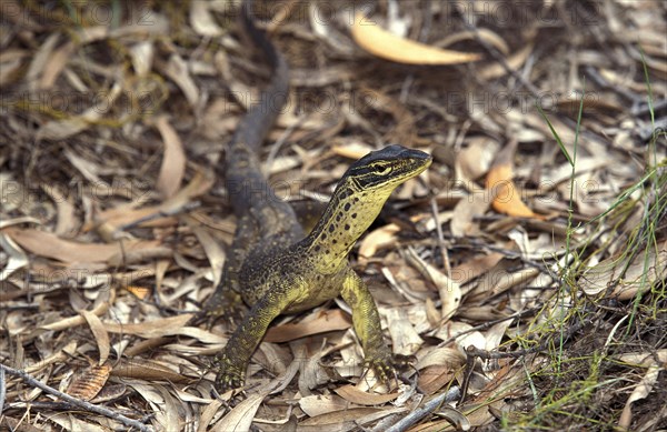 Yellow-Spotted Monitor