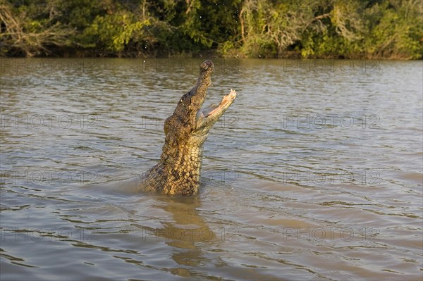 SPECTACLED CAIMAN