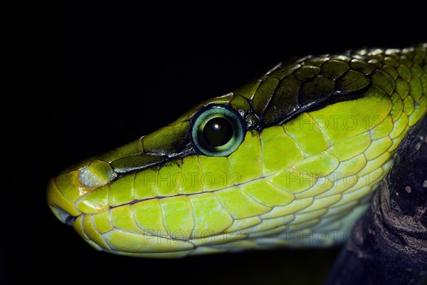 RED-TAILED GREEN RAT SNAKE gonyosoma oxycephala