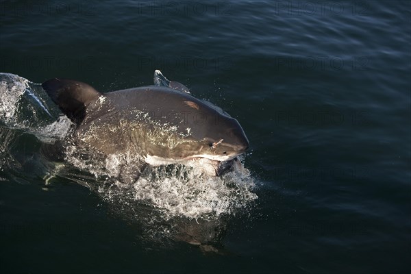 Great white shark