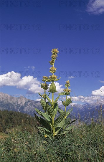 Yellow Gentian