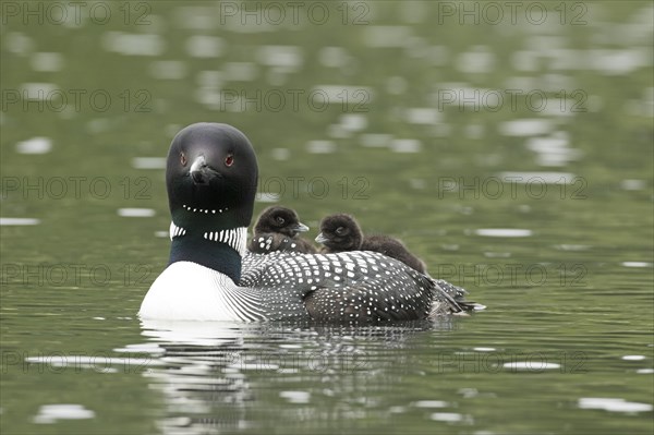 Common loon