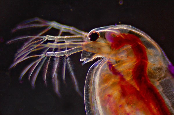 Water flea