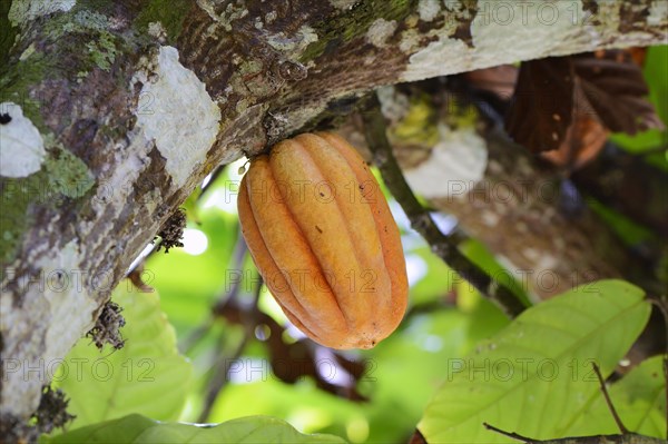 Cocoa fruit on a tree