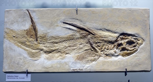 Fossilisation of a spinyback shark