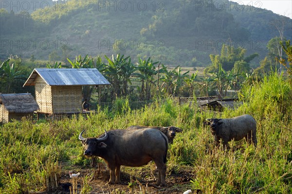 Water Buffalo