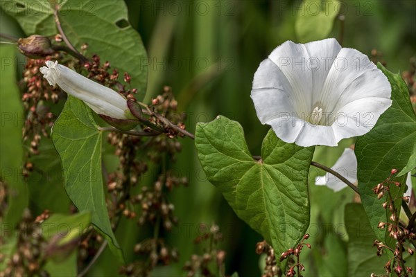 Greater field bindweed