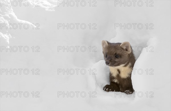 Curious European pine marten