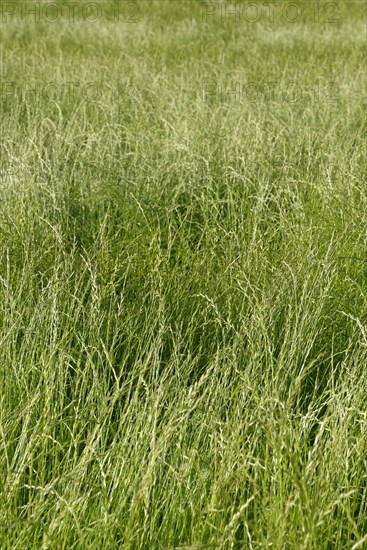 Field with perennial ryegrass