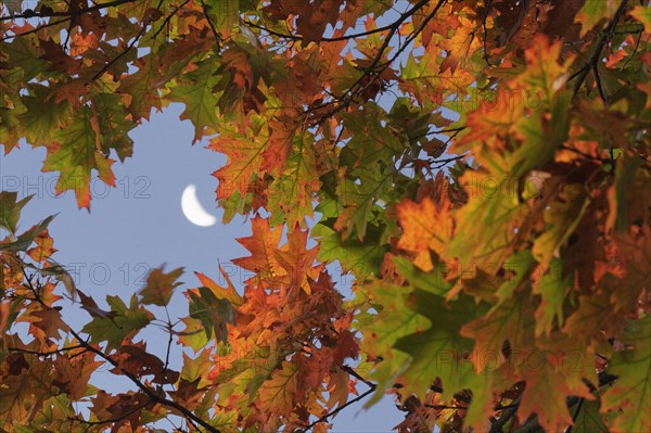 Autumn Northern red oak