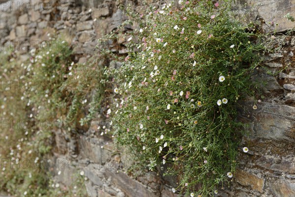 Mexican fleabane