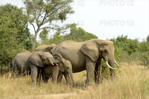 African elephant