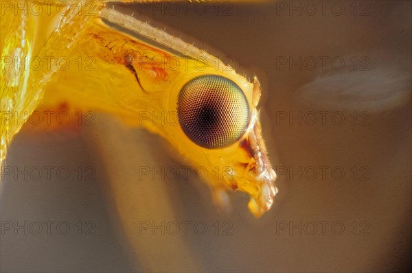 Green lacewing