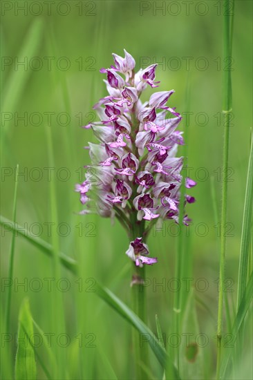 Helmeted Orchid