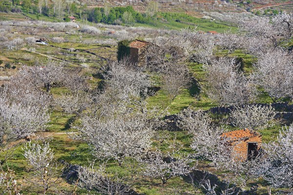 Cherry trees