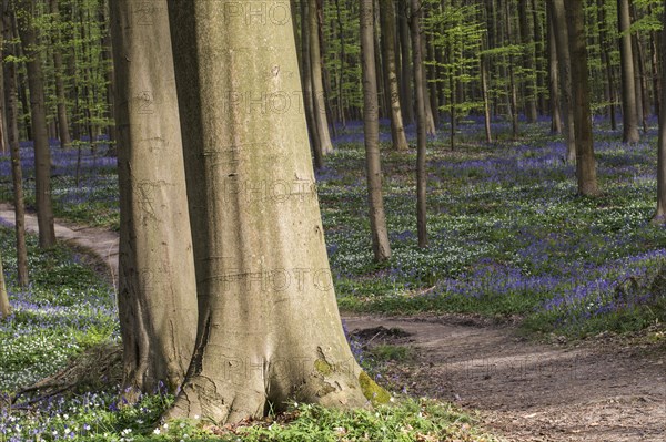 Bluebells