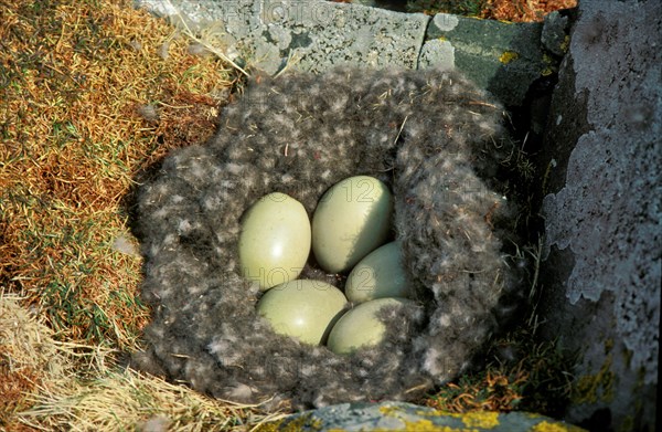 Common eider