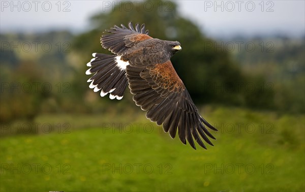 Harris's hawk