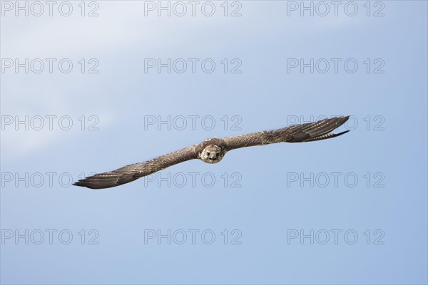 Saker falcon