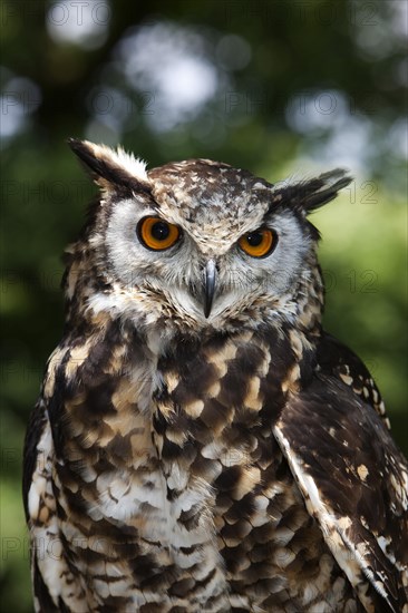 Cape Eagle Owl