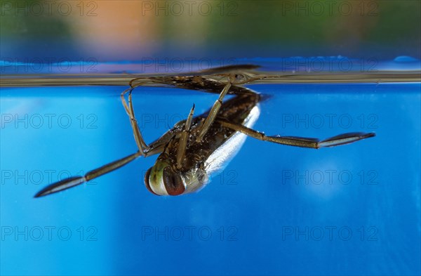 Common water boatman