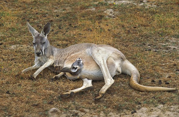 Red kangaroo