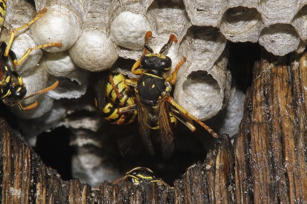 Common Wasp